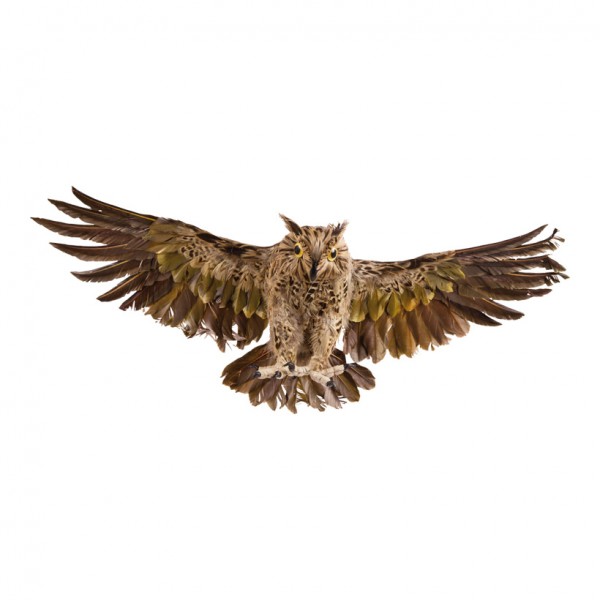 Eule, 55x30cm, mit Federn, Polyfoam, gespreizte Flügel